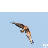 گونه سارگپه استپی Common Buzzard